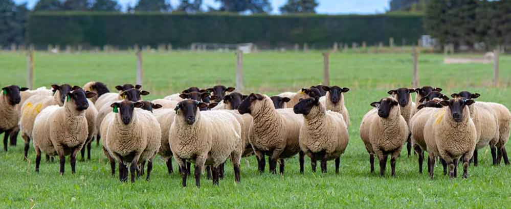 Đảm Bảo Sản Xuất Trong Chăn Nuôi Gia Súc (LPA)