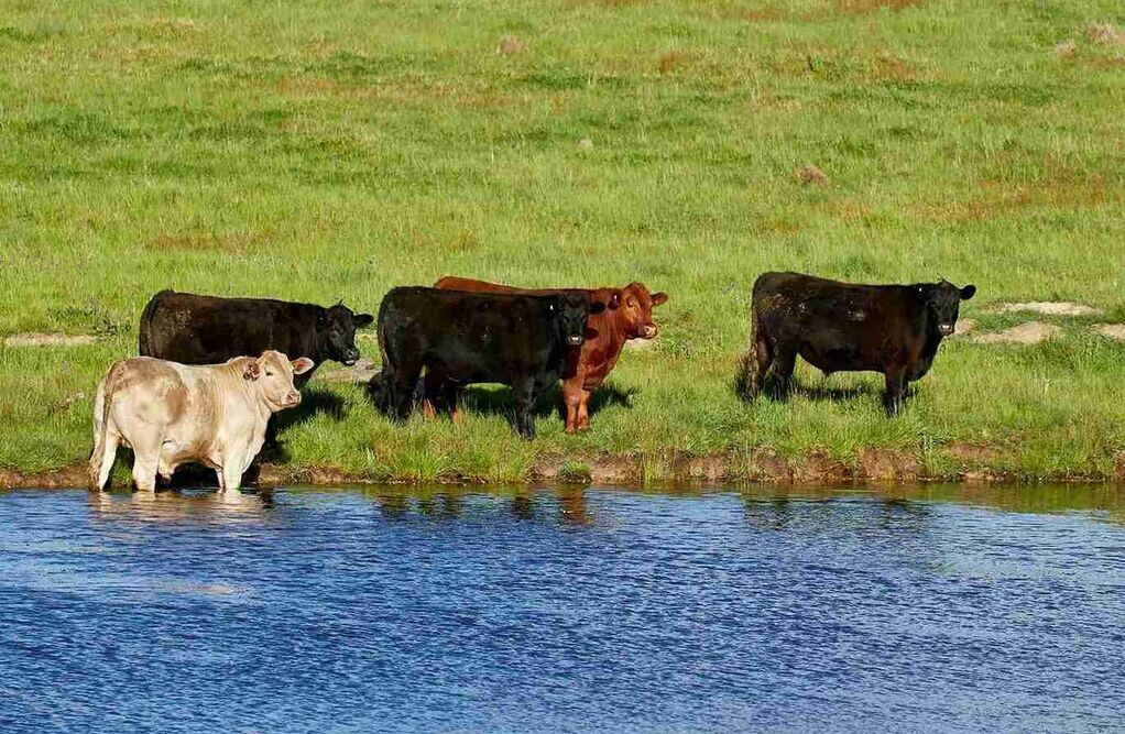 Tác động của Phúc lợi Động vật đến Chất lượng Thịt bò