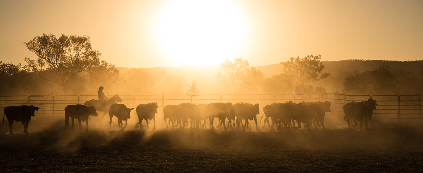 Meat Standards Australia