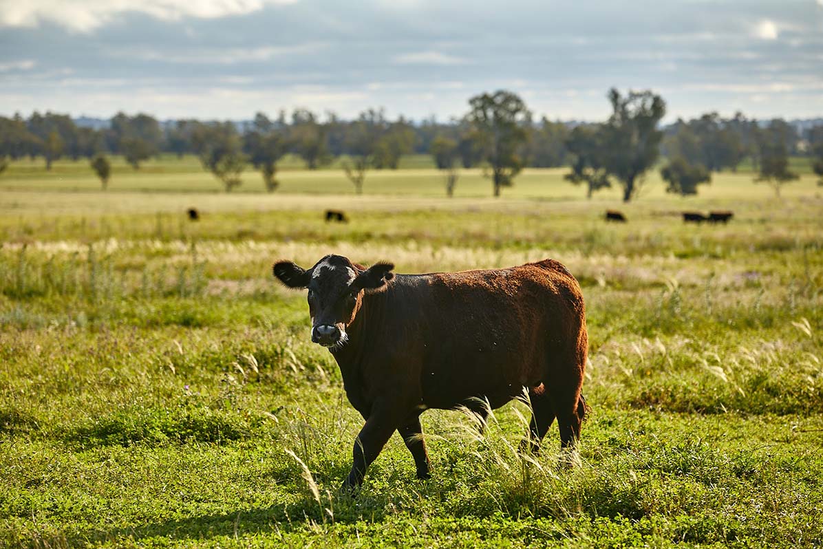 Best Use of Australian Land