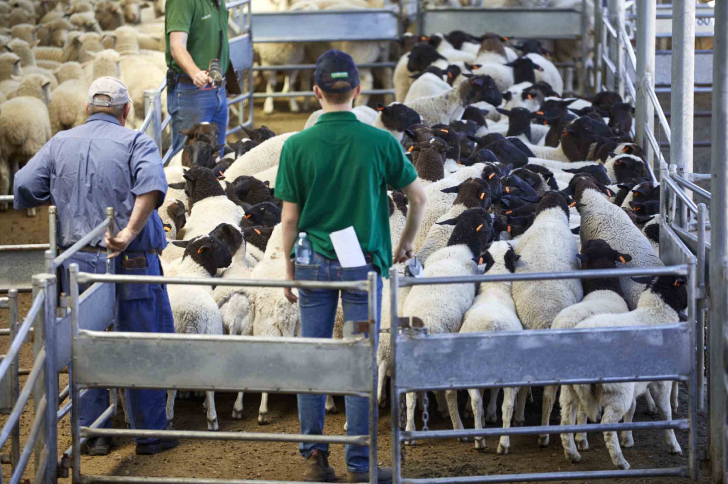 Understanding the Traceability of Australian Red Meat: From Farm to Plate